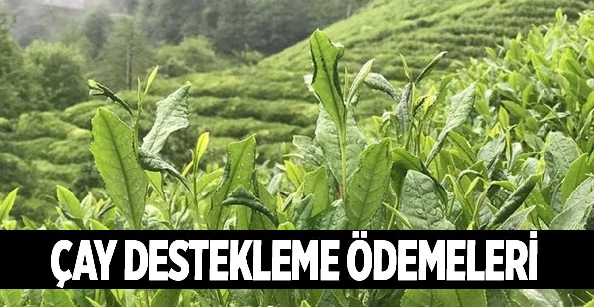 Çay Destekleme Ödemelerinde Değişiklik Resmi Gazatede Yayımlandı!