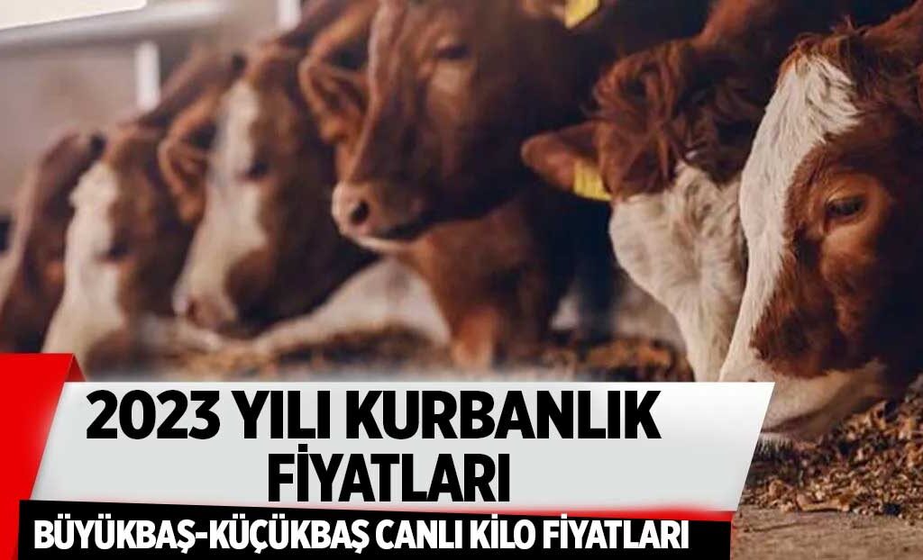 Büyükbaş-Küçükbaş CANLI HAYVAN Kilo Fiyatı