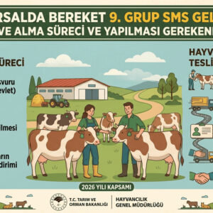 Kırsalda Bereket 9. Grup SMS Geldi! Gebe Düve Alma Süreci ve Yapılması Gerekenler 2026